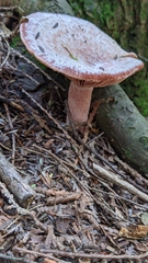 Lactarius subpurpureus