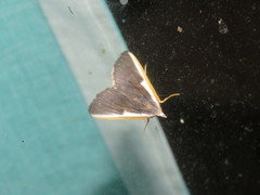 Pylartes subcostalis