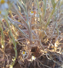Rhodanthe microglossa