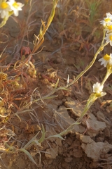 Rhodanthe microglossa
