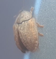 Hypocassida subferruginea