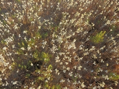Rhodanthe microglossa