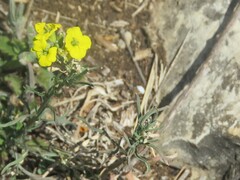 Erysimum humile