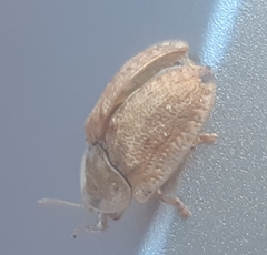 Hypocassida subferruginea
