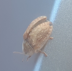 Hypocassida subferruginea