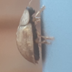 Hypocassida subferruginea