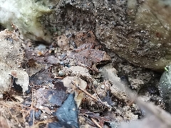 Limnonectes hascheanus