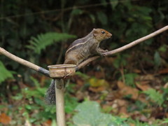 Funambulus tristriatus