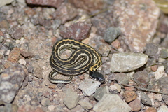 Thamnophis cyrtopsis cyrtopsis