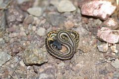 Thamnophis cyrtopsis cyrtopsis
