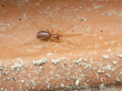 Corinnoidea