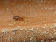 Corinnoidea