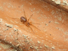 Corinnoidea