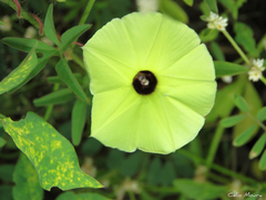 Ipomoea longeramosa