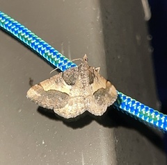 Frederickia hypaethrata