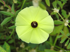Ipomoea longeramosa