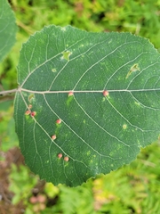Phyllocoptes didelphis