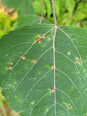 Phyllocoptes didelphis