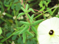 Ipomoea longeramosa