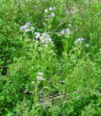 Polemonium foliosissimum