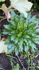 Micranthes micranthidifolia