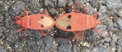 Probergrothius nigricornis