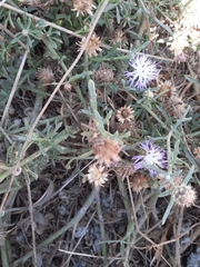Centaurea aspera pseudosphaerocephala