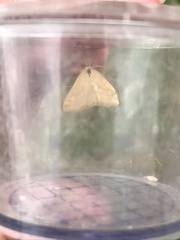 Lepidoptera