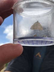 Lepidoptera