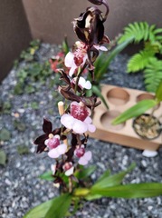 Oncidium
