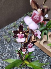 Oncidium
