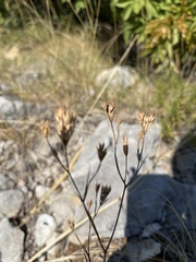 Bupleurum veronense