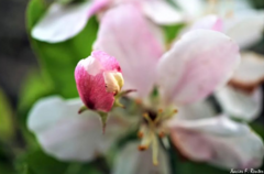 Rosa pouzinii
