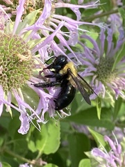 Xylocopa virginica