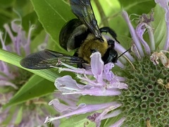 Xylocopa virginica