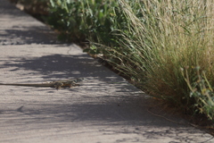 Aspidoscelis tesselatus