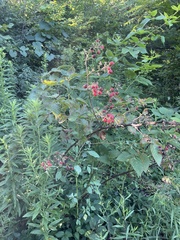 Rubus × loganobaccus