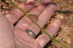 Scaevola phlebopetala