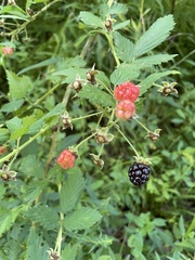 Rubus × loganobaccus