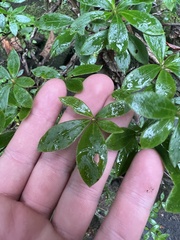 Rhododendron arborescens