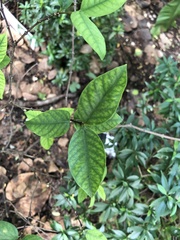 Wrightia religiosa
