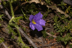 Scaevola phlebopetala