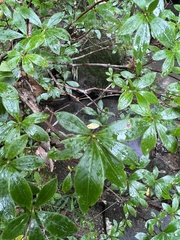 Rhododendron arborescens