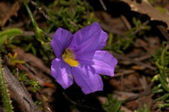 Scaevola phlebopetala