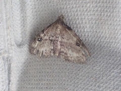 Melanomma auricinctaria