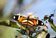 Heliconius ethilla narcaea