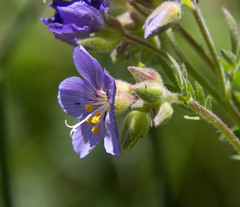 Polemonium foliosissimum
