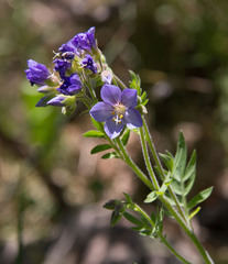Polemonium foliosissimum