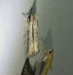 Catabenoides