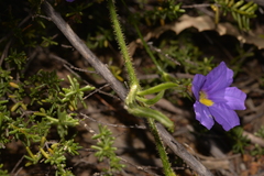 Scaevola phlebopetala